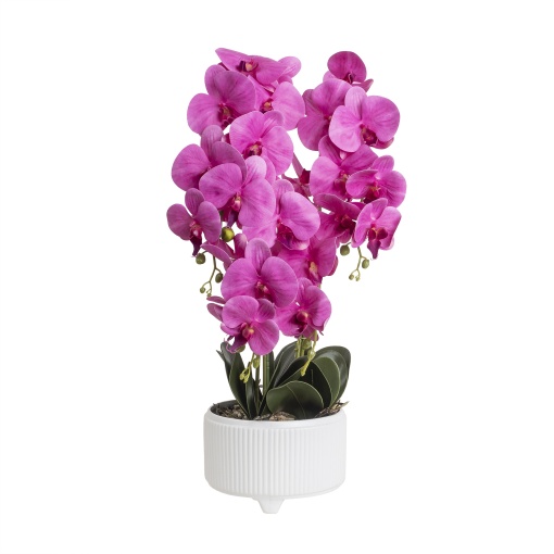 Orhidee natura Zilan, ghiveci ceramic alb, diametru 22cm, inaltime 70cm, CD5147_Fucsia