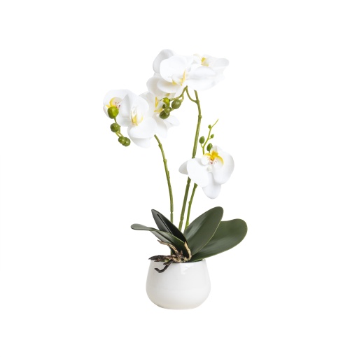 Orhidee naturala Zilan, ghiveci ceramic alb, 10 cm diametru, 42 cm inaltime, CD5146_Alb