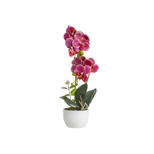 Orhidee naturala Zilan, ghiveci ceramic alb, diametru 9cm, H 36cm, CD5148_Fucsia