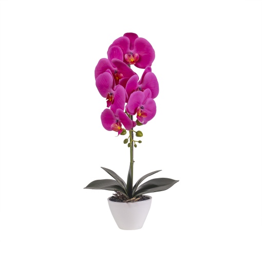 Orhidee naturala Zilan, ghiveci ceramic alb, H 47 cm, aranjament elegant, CD3545-fucsia