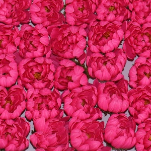 Flori nuferi sapun love, 50 buc/set, parfumate, 7 cm, cutie dreptunghiulara, CD4083-Roz - Img 3