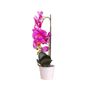 Orhidee naturala Zilan, ghiveci ceramic alb, H 47 cm, aranjament elegant, CD4838-fuscia - Img 2