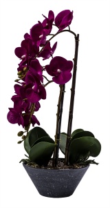 Aranjament floral Zilan, 3 fire orhidee naturale, ghiveci ceramic gri, H 50 cm, 850 g, CD4077_Fucsia - Img 2