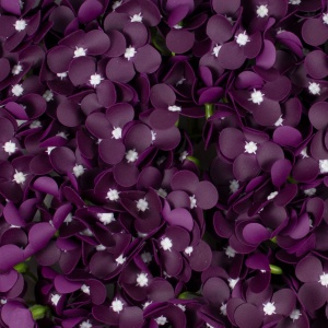 Hortensie sapun Love, 36 fire, culoare visiniu, forma dreptunghiulara, inaltime 6 cm, diametru 10 cm, CD3444-12 - Img 4