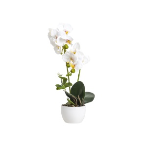 Orhidee naturala in ghiveci ceramic alb, 9cm diametru, 36cm inaltime, Zilan, CD5148_Alb - Img 1