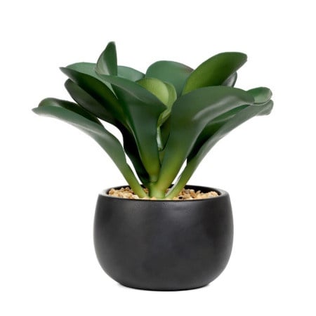 Dekordom cvet u saksiji semela 20cm - dark green - hml ( 041953 )-1