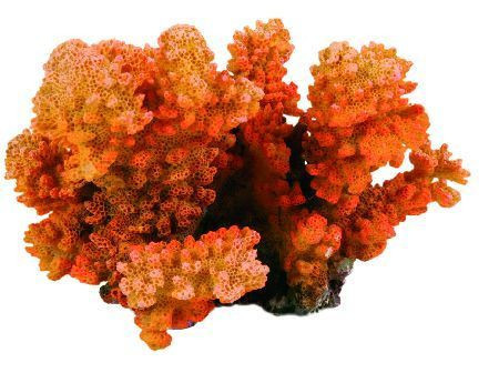 Trixie Prsatasti koral,12 cm ( 8838 )