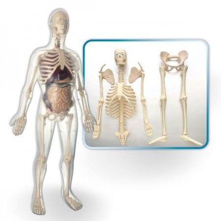 Anatomija ljudskog tela - muškarca MK002 ( 5877 ) - Img 1