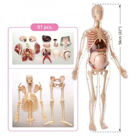 Anatomija trudne žene ( MK064 ) - Img 1
