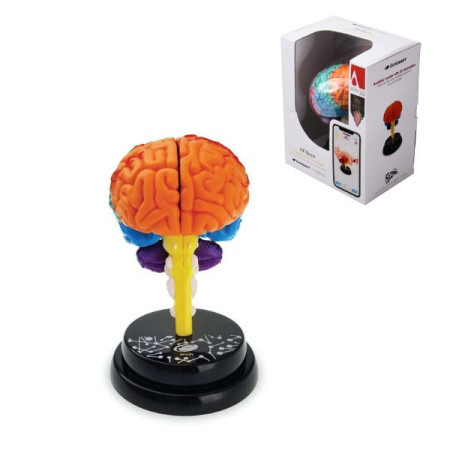 Model ljudskog mozga 4d 35001 ( 95/35001 ) - Img 1