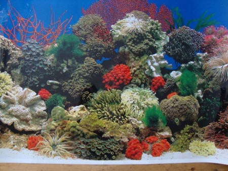 Trixie Pozadina za akvarijum,slatka/slana voda 49 cm x 15 m ( 8115 )