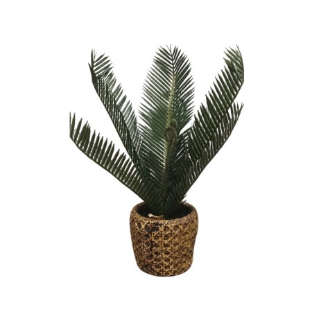 Dekordom cvet u saksiji - cycas - n38 ( 024271 )