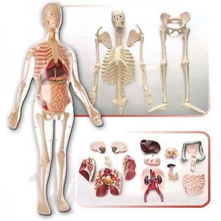 Anatomija ljudskog tela - žene MK001 ( 12909 ) - Img 1
