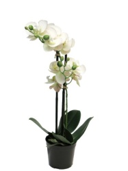 Dekordom Cvet u saksiji orchid 50cm 51344-0 - white - nnt ( 040063 )