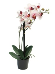 Dekordom Cvet u saksiji orchid 50cm 51344-7 - pink - nnt ( 040064 )