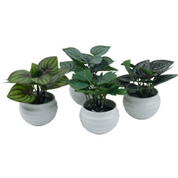 Dekordom Cvet u saksiji suculent fittonia - 10cm - n55 ( 025087 )