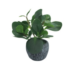 Dekordom Cvet u saksiji - peperomia hx0680 - n38 ( 024270 )
