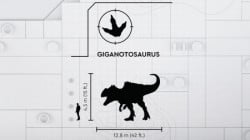 Lego Napad giganotosaurusa i terizinosaurusa ( 76949 ) - Img 8