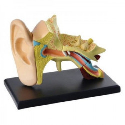 Model ljudskog uha SK012 ( 11781 )
