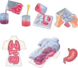 Clementoni anatomia squishy ( CL75130 ) -2