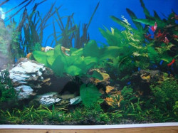 Trixie Pozadina za akvarijum,slatka/slana voda 49 cm x 15 m ( 8115 ) - Img 2