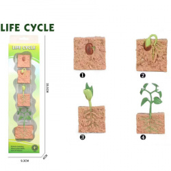 Životni ciklus biljke set od 4 dela ( 34654 ) - Img 2