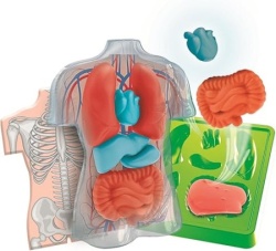 Clementoni anatomia squishy ( CL75130 ) -4