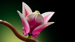 Lego Grane magnolije ( 11510 )-10