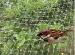 Mreža za zaštitu od ptica ( NET ) - Img 3