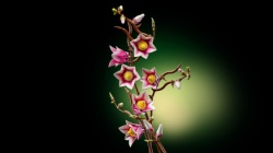 Lego Grane magnolije ( 11510 )-7