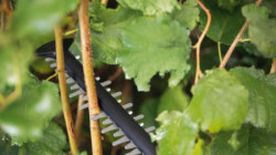 Bosch DIY universal hedgecut 18V-55 akumulatorske makaze za živu ogradu, bez baterije i punjača ( 0600849J00 ) - Img 3