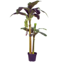 Dekordom Drvo u saksiji banana 180cm 999104 - edl ( 041254 )