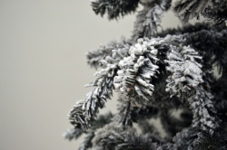 Kraljevska snežna novogodišnja jelka 180 cm - Img 2