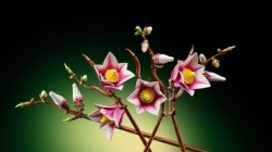 Lego Grane magnolije ( 11510 )-8