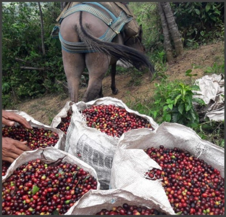 COLOMBIA Excelso Blossom EP - Green Coffee - Img 2