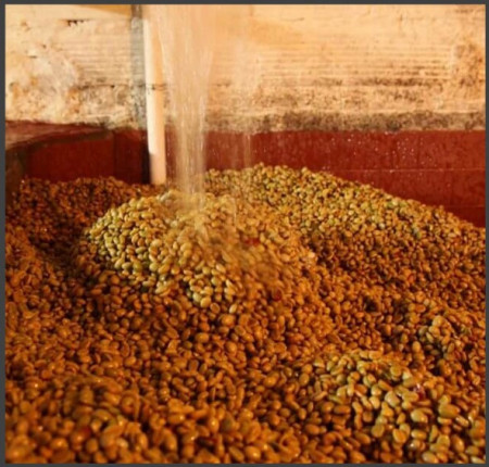 COLOMBIA Finca La Colombia Honey 140h - MICROLOT - Green Coffee - Img 4