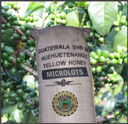 Guatemala Huehue Yellow Honey - MICROLOT - Green Coffee - Img 2