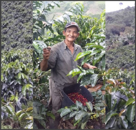 COLOMBIA Supremo Armenia EP - Green Coffee - Img 2