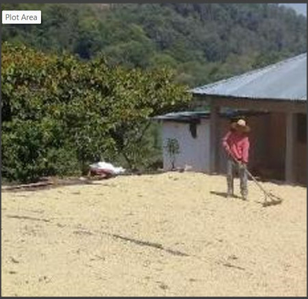 GUATEMALA Santa Barbara Black Honey - MICROLOT - Green Coffee - Img 2