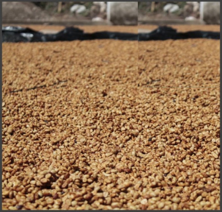 GUATEMALA Santa Barbara Black Honey - MICROLOT - Green Coffee - Img 3