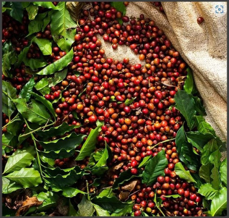 BRAZILIA Fazenda das Almas - Honey - MICROLOT - Green Coffee - Img 3