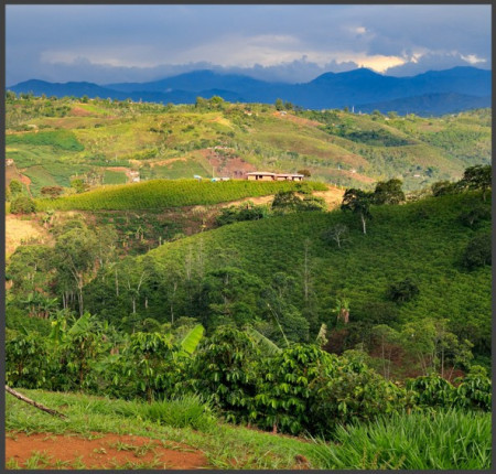 COLOMBIA Supremo Armenia EP - Green Coffee - Img 4
