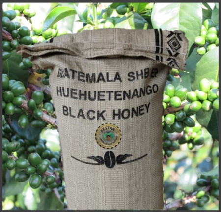 GUATEMALA Santa Barbara Black Honey - MICROLOT - Green Coffee - Img 4