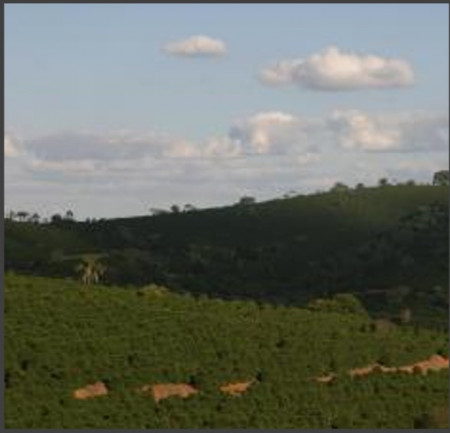 BRAZILIA Fazenda das Almas - Honey - MICROLOT - Green Coffee - Img 4