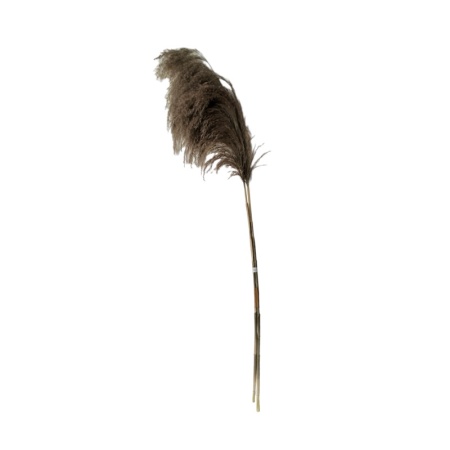 Декоративно растение Pampas Boho Pako World Natural 85x1.5x145 cm