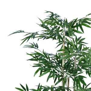 Декоративно бамбуково растение Bamboo Pako World Black с височина 130 cm - Img 2