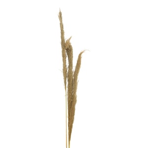Комплект от 3 декорации за пампас Beroun Natural H140 cm - Img 2
