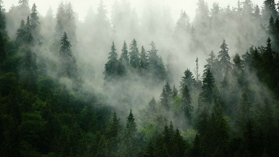 Papiers peints naturels qui amènent la fraîcheur
