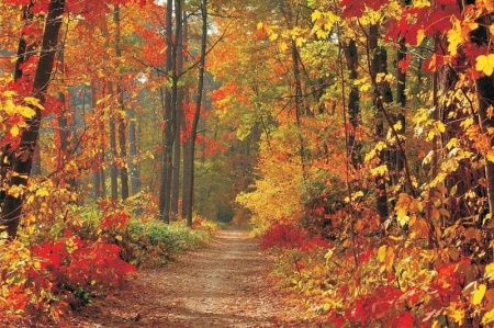 Papier peint - Chemin de la forêt d'automne - 4-002