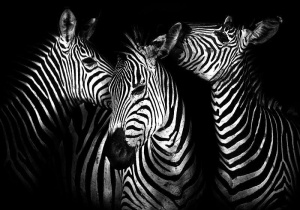 Papier peint d'animaux en noir et blanc - Zèbres - 11761 - Img 1